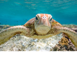 Rainbow Turtles!