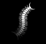 Worm・怒