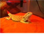 epic bearded dragons