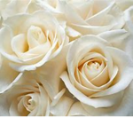 White Roses Friends
