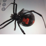 the spider united