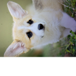 TheOneAndOnlyCorgiSqaud4Life