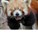 Saving red pandas