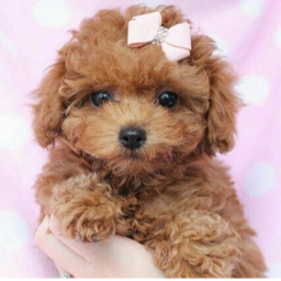 🎀