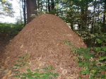 The Ant Kingdome