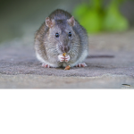The Space Rat