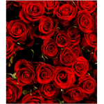 The Rosette