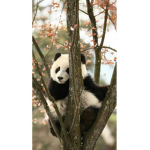 International Panda Peeps