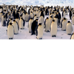 The Family of the Penguin squad