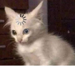 roblox_gurl