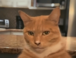 Da_gatos