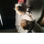 Chicks For Life