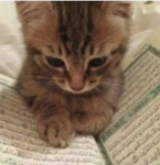 Cat core!!>>>