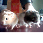 the hamster guards