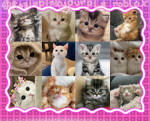 CAT LOVERS :DD