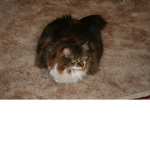 cats forever