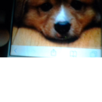 TEAM PUPPY LIVE FOREVER