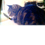 cats with swordz