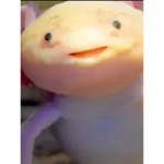 Axlotl frends