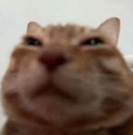 Faximoose