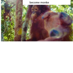 the super monkey group
