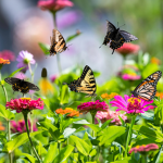 Pretty Butterfly's