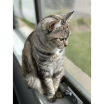 ML cat
