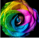 Roses rainbows