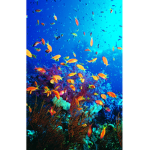 Help the ocean