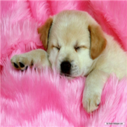 dog sleeping Roblox decal