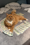 Only a Cat