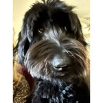 My Puppy Willow