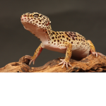 Army Of The Geckos