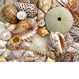 Seashell tower <3