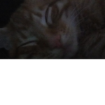 Kitty cat.