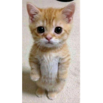el_gato