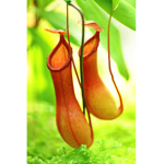 plant plant