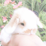 siimply soft