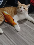 melonsettos