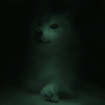 Silent Doggo [Ro-Ghoul]