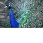 The peacock posse