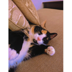 -Monkey The Cat-