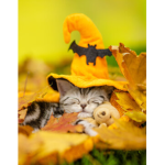 Best Team Kittens