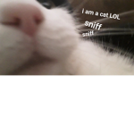 Cat beanie