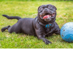Da dogs people