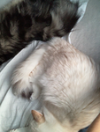COTTON&BROWNIE