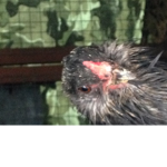 Chicken Chatter