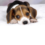 PUPPYS ARE THE BEST FAN GROUP