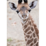 Baby Giraffes!