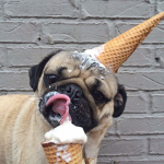 Pugs Fan Club